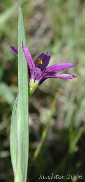 Flower of Idaho Blue-eyed Grass: Sisyrinchium idahoense var. idahoense (Synonyms: Sisyrinchium angustifolium, Sisyrinchium birameum)