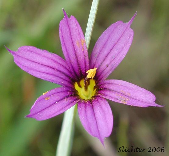 Flower of Idaho Blue-eyed Grass: Sisyrinchium idahoense var. idahoense (Synonyms: Sisyrinchium angustifolium, Sisyrinchium birameum)
