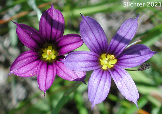 Sisyrinchium idahoense X sarmentosum (left) and Sisyrinchium idahoense (right)