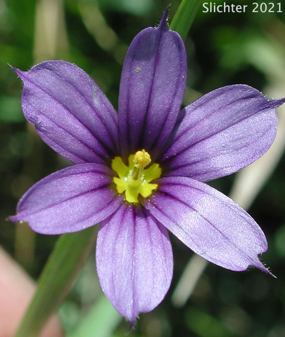 Hybrid Blue-eyed Grass: Sisyrinchium idahoense X sarmentosum ?