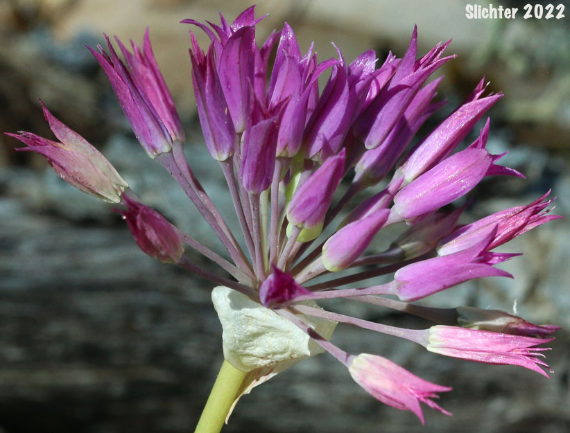 Tapertip Onion, Taper-tip Onion, Hooker's Onion: Allium acuminatum (Synonyms: Allium acuminatum var. acuminatum, Allium acuminatum var. cuspidatum, Allium cuspidatum)