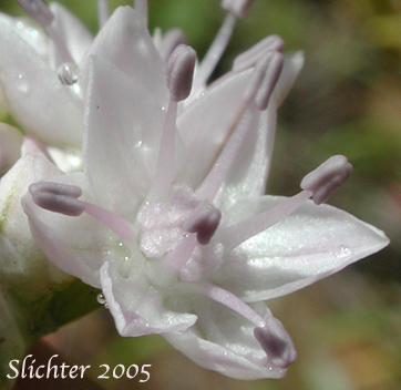 Rock Onion: Allium macrum (Synonym: Allium equicaeleste)