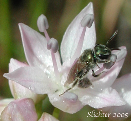 Rock Onion: Allium macrum (Synonym: Allium equicaeleste)