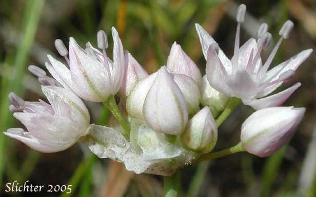 Rock Onion: Allium macrum (Synonym: Allium equicaeleste)