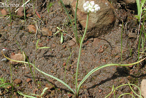Rock Onion: Allium macrum (Synonym: Allium equicaeleste)