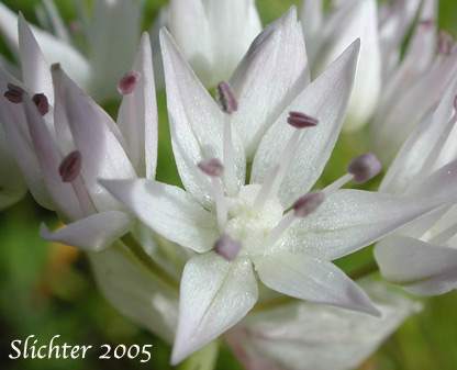 Rock Onion: Allium macrum (Synonym: Allium equicaeleste)