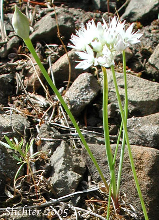 Rock Onion: Allium macrum (Synonym: Allium equicaeleste)