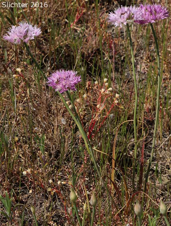 Nevius' Garlic, Nevius' Onion: Allium douglasii var. nevii (Synonym: Allium nevii var. nevii)