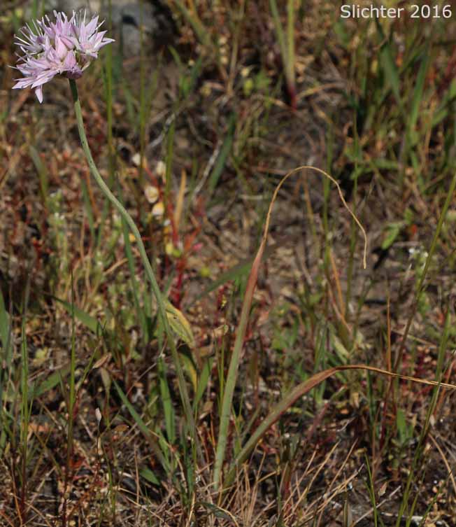 Nevius' Garlic, Nevius' Onion: Allium douglasii var. nevii (Synonym: Allium nevii var. nevii)
