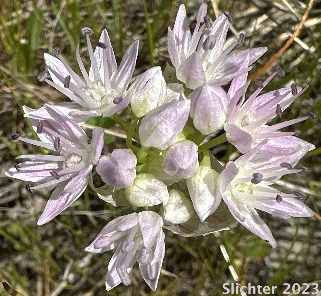 Inflorescence of Nevius' Garlic, Nevius' Onion: Allium douglasii var. nevii (Synonym: Allium nevii var. nevii)