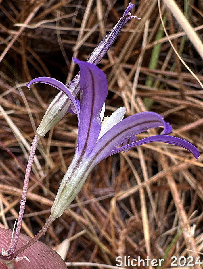 Flower of Harvest Brodiaea, Crown Brodiaea, Bluedick Brodiaea: Brodiaea coronaria (Synonyms: Brodiaea coronaria ssp. coronaria, Brodiaea synandra)