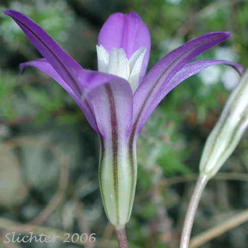 Close-up sideview of a flower of Harvest Brodiaea, Crown Brodiaea, Bluedicks Brodiaea: Brodiaea coronaria