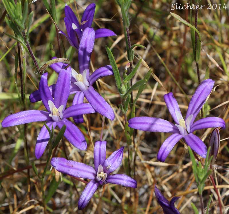 Harvest Brodiaea, Crown Brodiaea, Bluedick Brodiaea: Brodiaea coronaria (Synonyms: Brodiaea coronaria ssp. coronaria, Brodiaea synandra)
