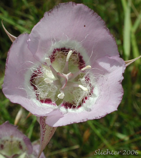 Longbeard Mariposa Lily, Long-bearded Mariposa Lily, Long-bearded Sego Lily, Longhair Star Tulip: Calochortus longebarbatus var. longebarbatus