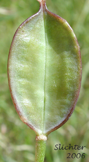 Pod of Longbeard Mariposa Lily, Long-bearded Mariposa Lily, Long-bearded Sego Lily, Longhair Star Tulip: Calochortus longebarbatus var. longebarbatus
