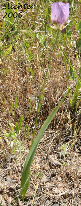 Longbeard Mariposa Lily, Long-bearded Mariposa Lily, Long-bearded Sego Lily, Longhair Star Tulip: Calochortus longebarbatus var. longebarbatus