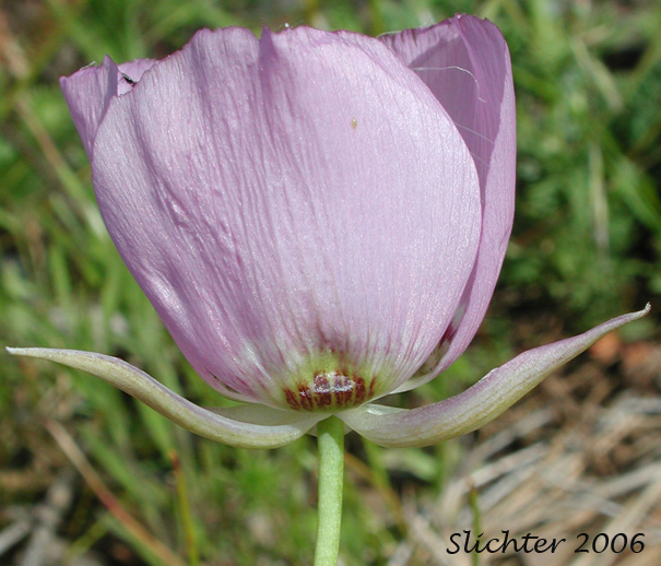 Longbeard Mariposa Lily, Long-bearded Mariposa Lily, Long-bearded Sego Lily, Longhair Star Tulip: Calochortus longebarbatus var. longebarbatus