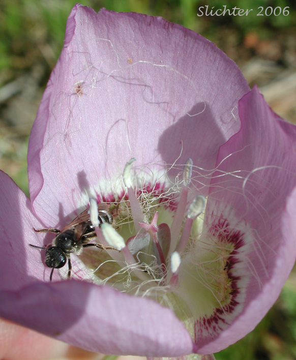 Longbeard Mariposa Lily, Long-bearded Mariposa Lily, Long-bearded Sego Lily, Longhair Star Tulip: Calochortus longebarbatus var. longebarbatus