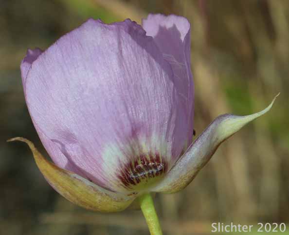 Longbeard Mariposa Lily, Long-bearded Mariposa Lily, Long-bearded Sego Lily, Longhair Star Tulip: Calochortus longebarbatus var. longebarbatus
