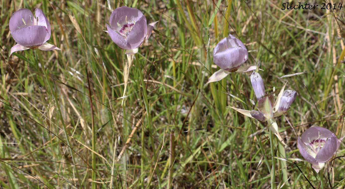 Longbeard Mariposa Lily, Long-bearded Mariposa Lily, Long-bearded Sego Lily, Longhair Star Tulip: Calochortus longebarbatus var. longebarbatus