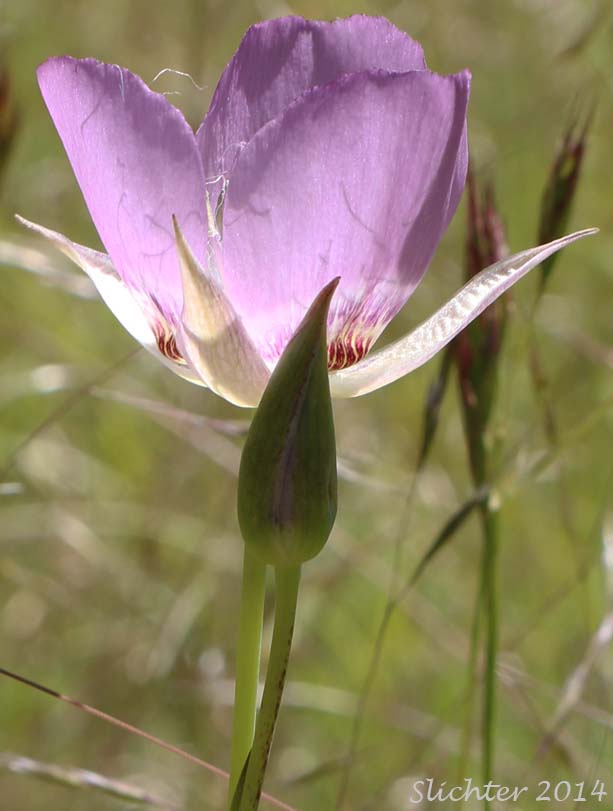 Flower of Longbeard Mariposa Lily, Long-bearded Mariposa Lily, Long-bearded Sego Lily, Longhair Star Tulip: Calochortus longebarbatus var. longebarbatus