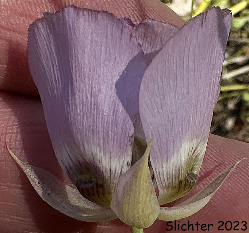 Flower of Longbeard Mariposa Lily, Long-bearded Mariposa Lily, Long-bearded Sego Lily, Longhair Star Tulip: Calochortus longebarbatus var. longebarbatus