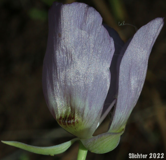 Flower of Longbeard Mariposa Lily, Long-bearded Mariposa Lily, Long-bearded Sego Lily, Longhair Star Tulip: Calochortus longebarbatus var. longebarbatus