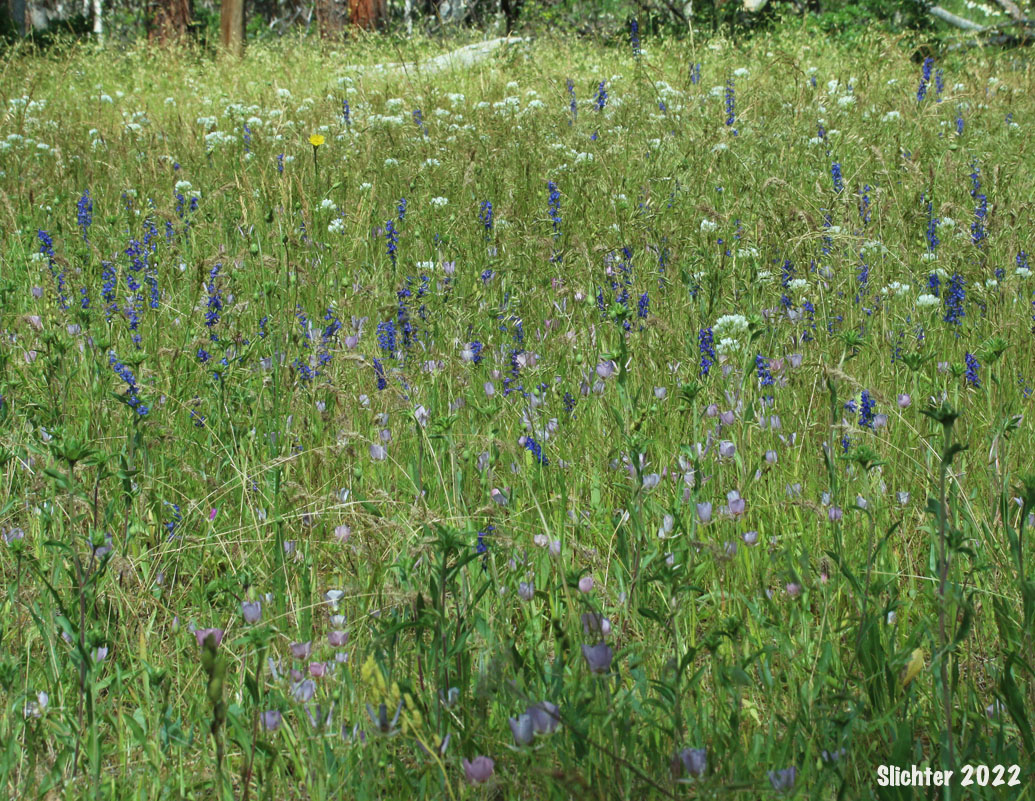 Habitat of Longbeard Mariposa Lily, Long-bearded Mariposa Lily, Long-bearded Sego Lily, Longhair Star Tulip: Calochortus longebarbatus var. longebarbatus