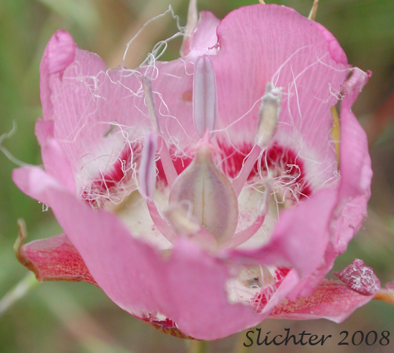 Longbeard Mariposa Lily, Long-bearded Mariposa Lily, Long-bearded Sego Lily, Longhair Star Tulip: Calochortus longebarbatus var. longebarbatus