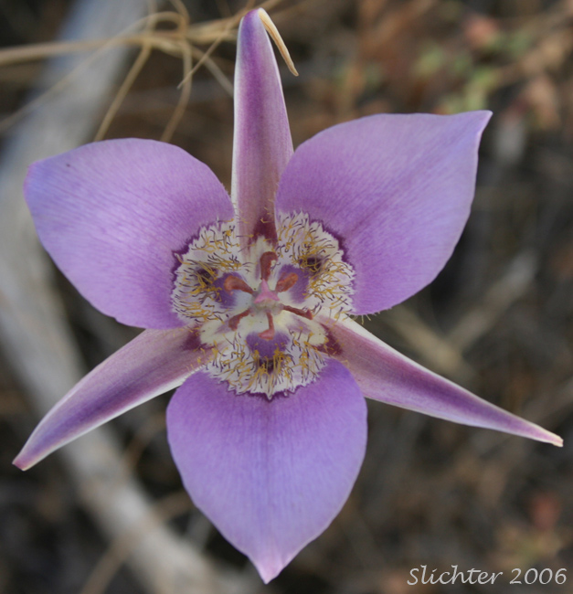 Green-banded Mariposa Lily, Greenband Star Tulip, Sagebrush Mariposa Lily: Calochortus macrocarpus var. macrocarpus (Synonyms: Calochortus douglasianus, Mariposa macrocarpa)