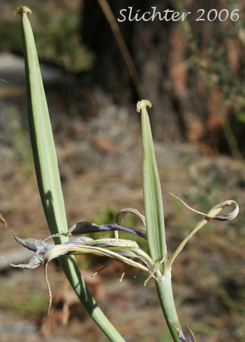 Seed pods of Green-banded Mariposa Lily, Greenband Star Tulip, Sagebrush Mariposa Lily: Calochortus macrocarpus var. macrocarpus (Synonyms: Calochortus douglasianus, Mariposa macrocarpa)Green-banded Mariposa Lily, Greenband Star Tulip, Sagebrush Mariposa Lily: Calochortus macrocarpus var. macrocarpus (Synonyms: Calochortus douglasianus, Mariposa macrocarpa)