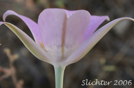 Green-banded Mariposa Lily, Greenband Star Tulip, Sagebrush Mariposa Lily: Calochortus macrocarpus var. macrocarpus (Synonyms: Calochortus douglasianus, Mariposa macrocarpa)
