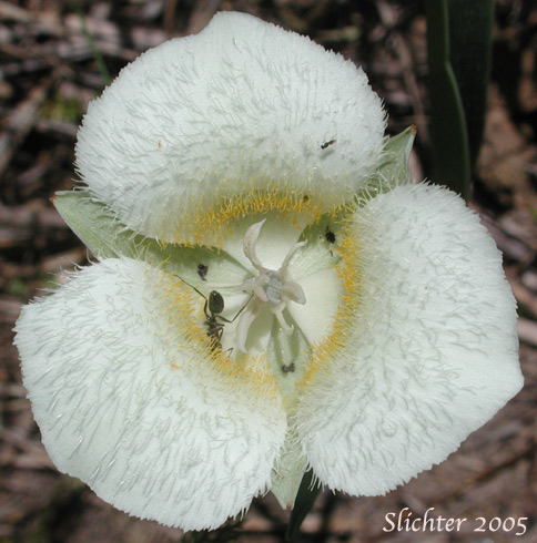 Flower of Cat's-ear, Cascade Mariposa Lily, Mountain Mariposa Lily, Subalpine Mariposa Lily: Calochortus subalpinus (Synonym: Calochortus lobbii)