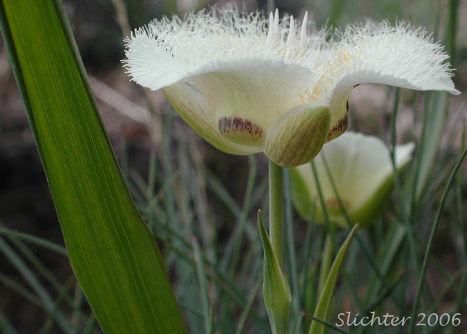 Close-up sideview of the flower of Cat's-ear, Cascade Mariposa Lily, Mountain Mariposa Lily, Subalpine Mariposa Lily: Calochortus subalpinus (Synonym: Calochortus lobbii)