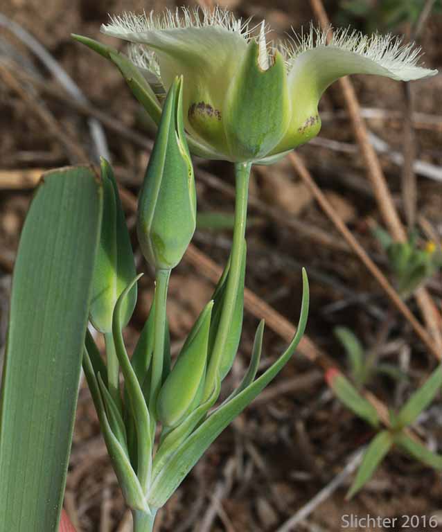 Sideview of the inflorescence of Cat's-ear, Cascade Mariposa Lily, Mountain Mariposa Lily, Subalpine Mariposa Lily: Calochortus subalpinus (Synonym: Calochortus lobbii)