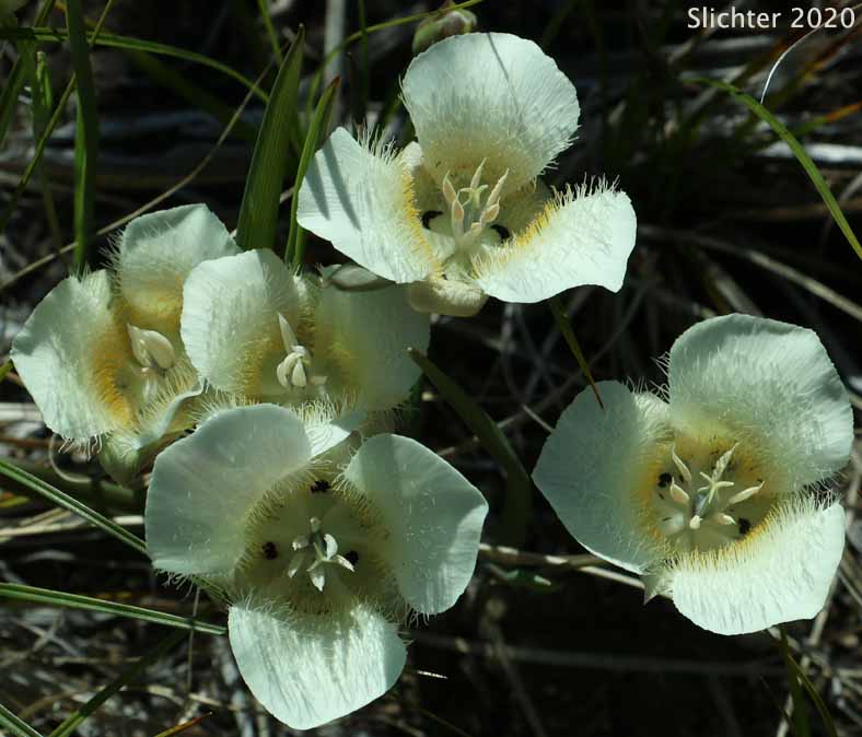 Cat's-ear, Cascade Mariposa Lily, Mountain Mariposa Lily, Subalpine Mariposa Lily: Calochortus subalpinus (Synonym: Calochortus lobbii)