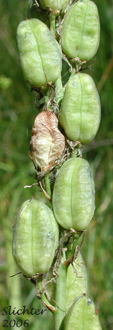 Seed pods of Common Camas, Small Camas: Camassia quamash ssp. quamash (Synoyms: Camassia quamash ssp. teapeae, Camassia quamash var. quamash, Phalangium quamash)