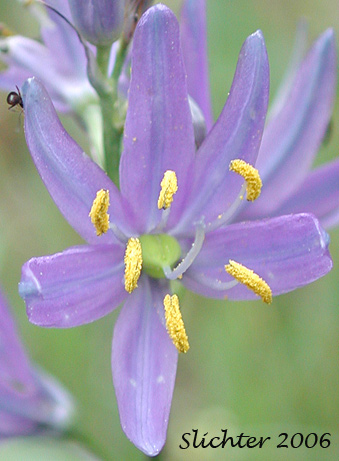 Common Camas, Small Camas: Camassia quamash ssp. quamash (Synoyms: Camassia quamash ssp. teapeae, Camassia quamash var. quamash, Phalangium quamash)