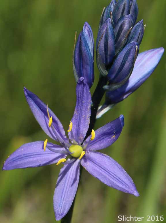 Inflorescence of Common Camas, Small Camas: Camassia quamash ssp. quamash (Synoyms: Camassia quamash ssp. teapeae, Camassia quamash var. quamash, Phalangium quamash)