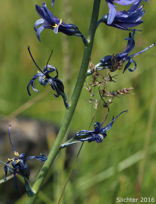 Withering tepals of Common Camas, Small Camas: Camassia quamash ssp. quamash (Synoyms: Camassia quamash ssp. teapeae, Camassia quamash var. quamash, Phalangium quamash)
