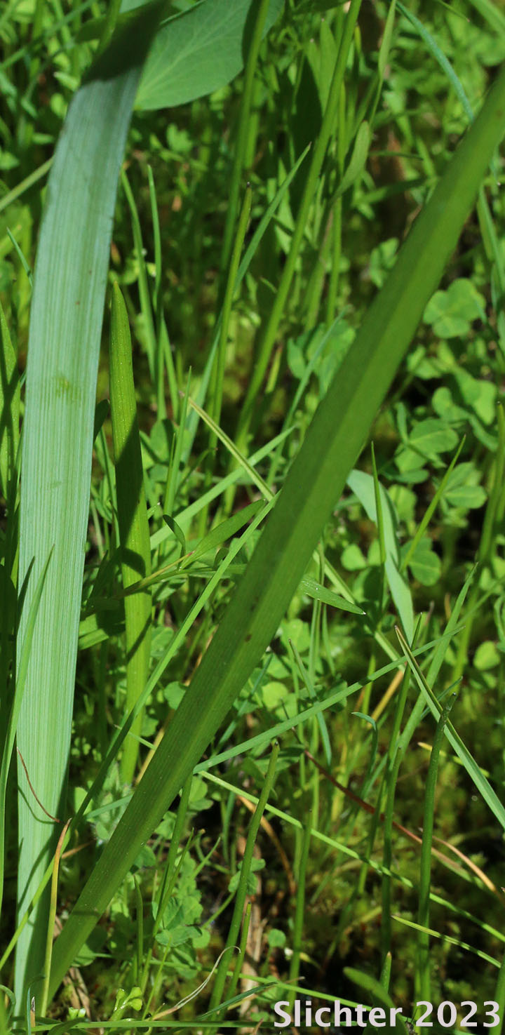 Leaves of Common Camas, Small Camas: Camassia quamash ssp. quamash (Synoyms: Camassia quamash ssp. teapeae, Camassia quamash var. quamash, Phalangium quamash)