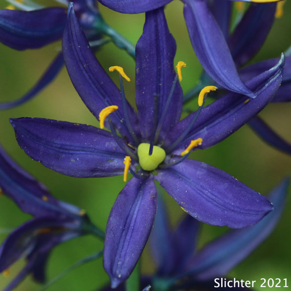 Common Camas, Small Camas: Camassia quamash ssp. quamash (Synoyms: Camassia quamash ssp. teapeae, Camassia quamash var. quamash, Phalangium quamash)