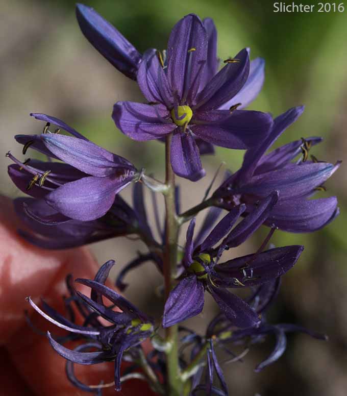 Inflorescence of Common Camas, Small Camas: Camassia quamash ssp. quamash (Synoyms: Camassia quamash ssp. teapeae, Camassia quamash var. quamash, Phalangium quamash)