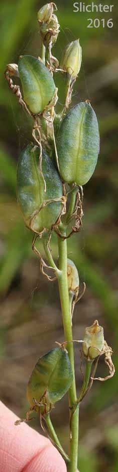 Seed pods of Common Camas, Small Camas: Camassia quamash ssp. quamash (Synoyms: Camassia quamash ssp. teapeae, Camassia quamash var. quamash, Phalangium quamash)