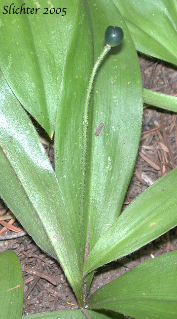 Berry of Bead Lily, Bride's Bonnet, Queen's Cup: Clintonia uniflora (Synonyms: Smilacina borealis var. uniflora, Smilacina uniflora)