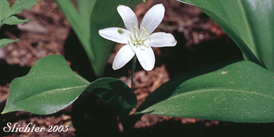 Bead Lily, Bride's Bonnet, Queen's Cup: Clintonia uniflora (Synonyms: Smilacina borealis var. uniflora, Smilacina uniflora)