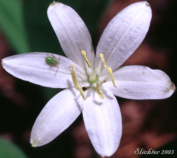 Flower of Bead Lily, Bride's Bonnet, Queen's Cup: Clintonia uniflora (Synonyms: Smilacina borealis var. uniflora, Smilacina uniflora)