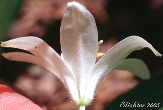 Sideview of a flower of Bead Lily, Bride's Bonnet, Queen's Cup: Clintonia uniflora (Synonyms: Smilacina borealis var. uniflora, Smilacina uniflora)