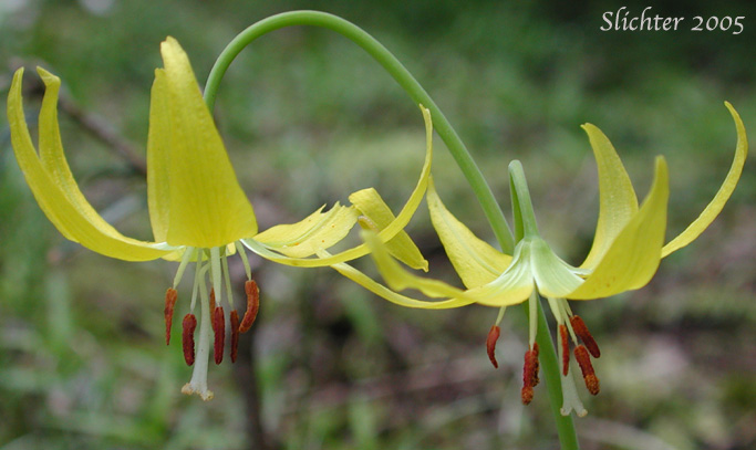 Glacier Lily, Pale Fawn-lily, Yellow Avalanche Lily, Yellow Fawnlily, Yellow Fawn-lily: Erythronium grandiflorum var. grandiflorum (Synonyms: Erythronium grandiflorum ssp. chrysandrum, Erythronium grandiflorum ssp. grandiflorum, Erythronium grandiflorum ssp. nudipetalum, Erythronium grandiflorum var. chrysandrum, Erythronium grandiflorum var. nudipetalum, Erythronium grandiflorum var. pallidum, Erythronium nudipetalum, Erythronium parviflorum)