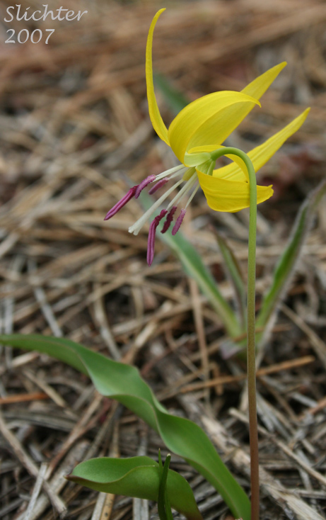 Glacier Lily, Yellow Fawnlily: Erythronium grandiflorum var. grandiflorum (Synonyms: Erythronium grandiflorum ssp. chrysandrum, Erythronium grandiflorum ssp. grandiflorum, Erythronium grandiflorum var. pallidum, Erythronium parviflorum)
